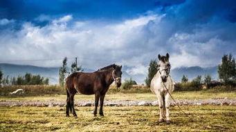 成人水下骑马视频教程,跟随视频教程轻松驾驭海洋