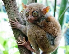 动物修炼成人方法视频,跟随视频探索神秘变身之旅  第1张