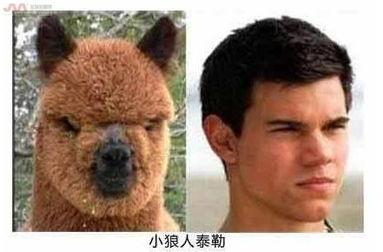 动物修炼成人方法视频,跟随视频探索神秘变身之旅  第3张